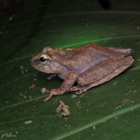 Pseudophilautus reticulatus Gunther, 1864